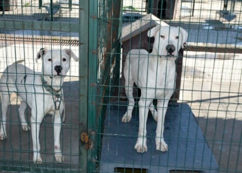 Yasaklı ırk köpekler barınaklara mahkum edildi