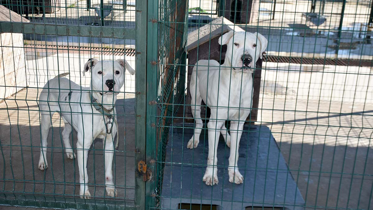 Yasaklı ırk köpekler barınaklara mahkum edildi