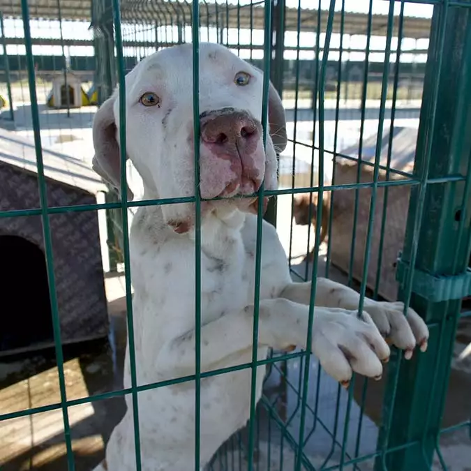 Yasaklı ırk köpekler barınaklara mahkum edildi