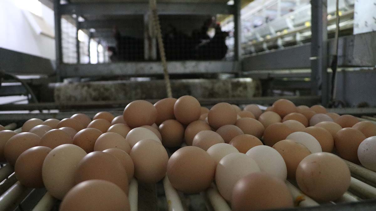 Yumurta kabuklarında "salmonella" tehlikesi