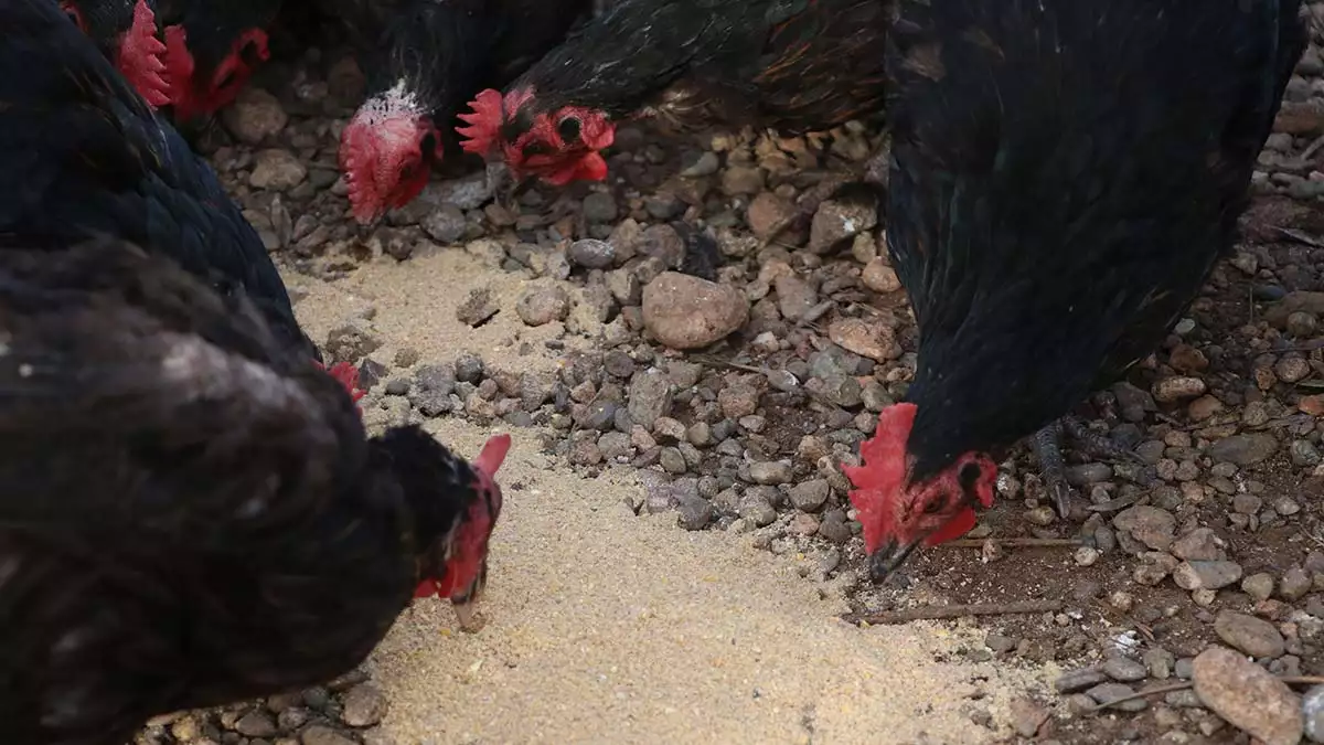 Yumurta kabuklarında "salmonella" tehlikesi