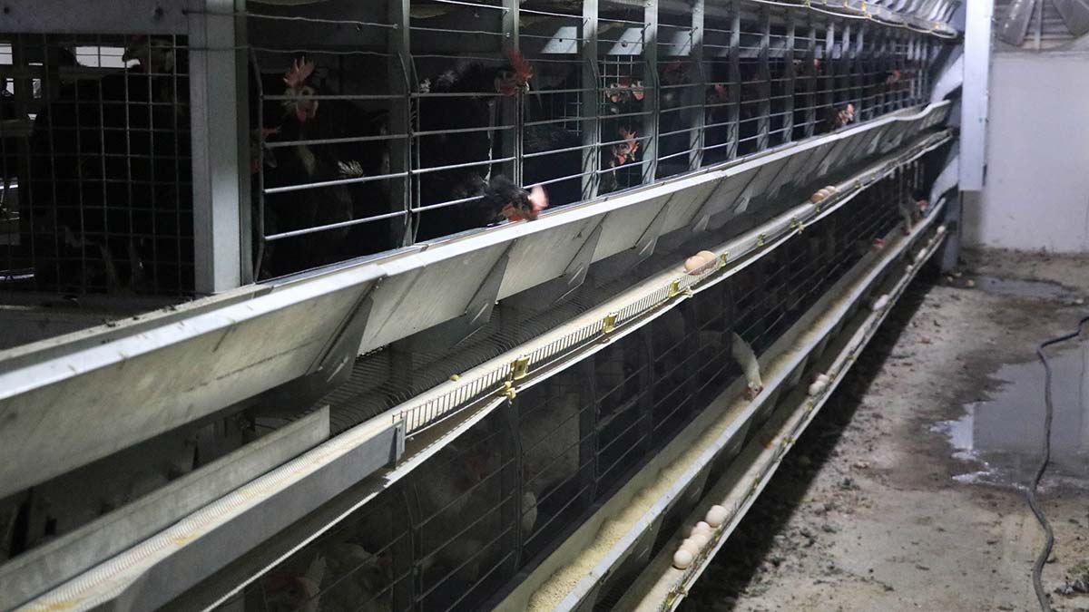 Dicle Üniversitesi Ziraat Fakültesi Zootekni Bölümü Başkanı Prof. Dr. Muzaffer Denli, yumurta kabuklarında bulunan 'salmonella' dediğimiz bakteri, kabukta sıkça bulunan bir bakteridir" dedi.