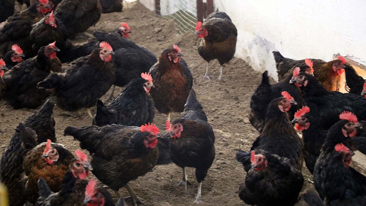 Üniversitesi Ziraat Fakültesi Zootekni Bölümü Başkanı Prof. Dr. Muzaffer Denli, gübre bulaşmış ya da kirlenmiş yumurtalardan uzak durulmasını gerektiğini belirtti.