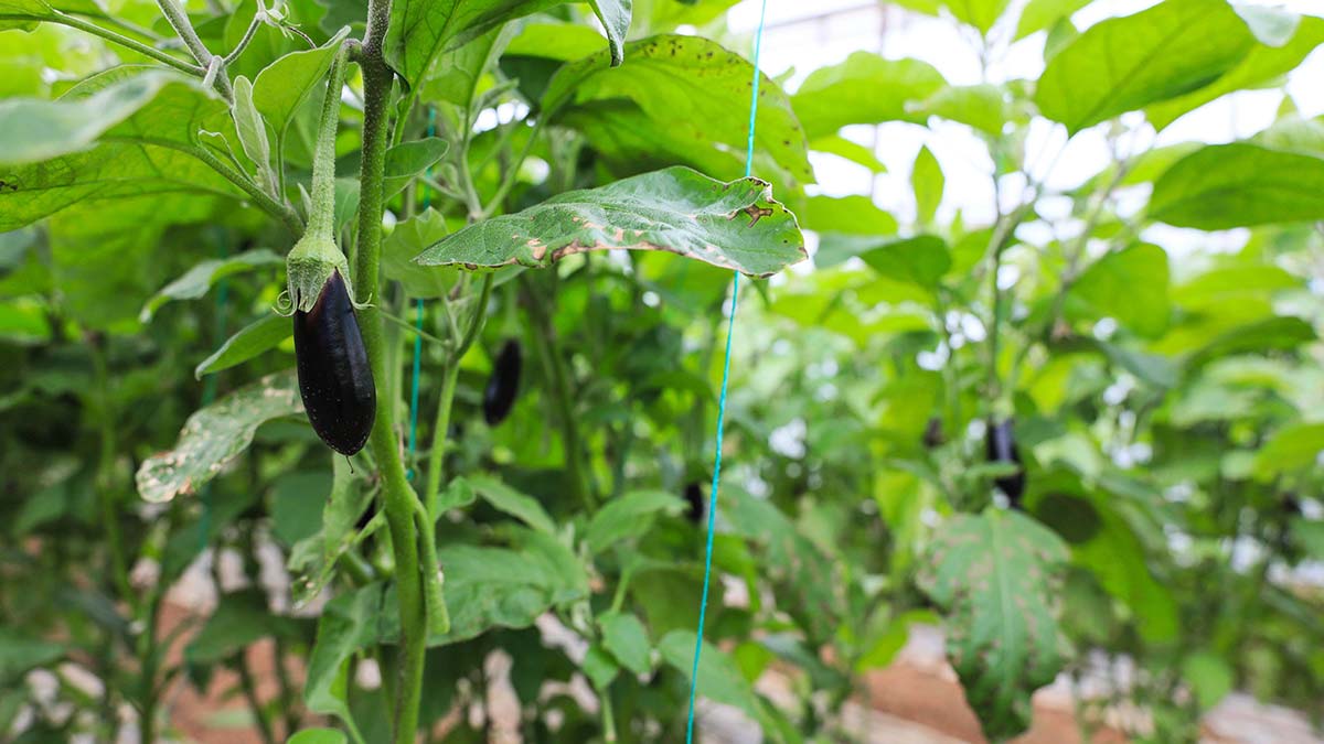 Patlıcan seradan 20 liraya çıkıyor