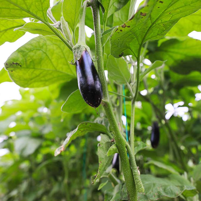 Patlıcan seradan 20 liraya çıkıyor