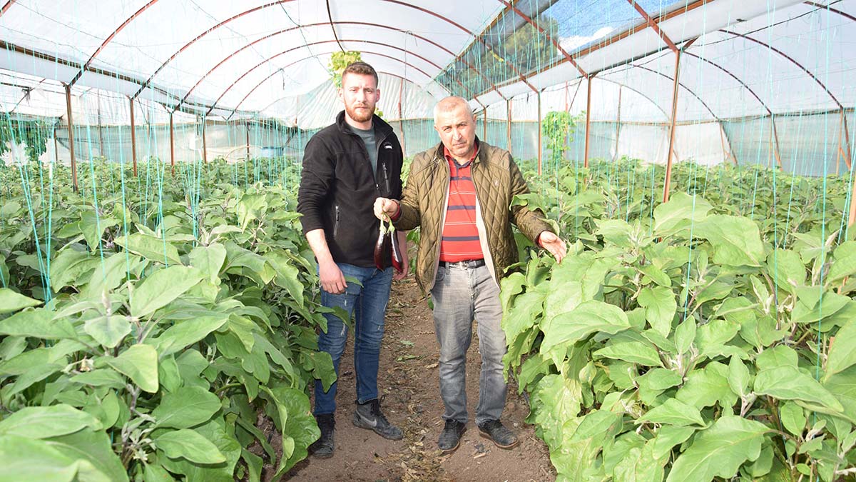 Mevsim normalleri altında seyreden hava sıcaklıkları nedeniyle sebzelerde verim kaybı yaşandı. Antalya'da yüzde 90'lık verim kaybı oranıyla liste başı olan patlıcan seradan 20 liraya çıkıyor.