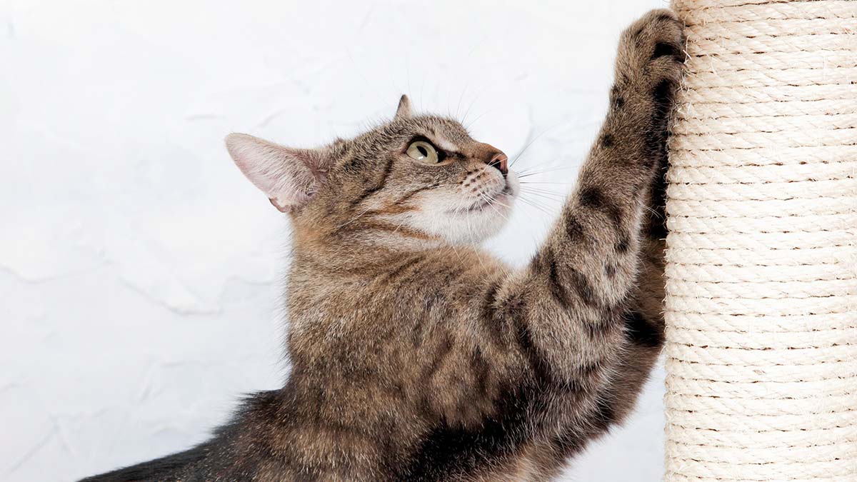 Azalmış tırmalama ( özellikle kedi depresyonu ve yas tutması ile uyumlu durumlarda veya diğer kedilerle artan olumsuz/kavgalı etkileşimlerde )