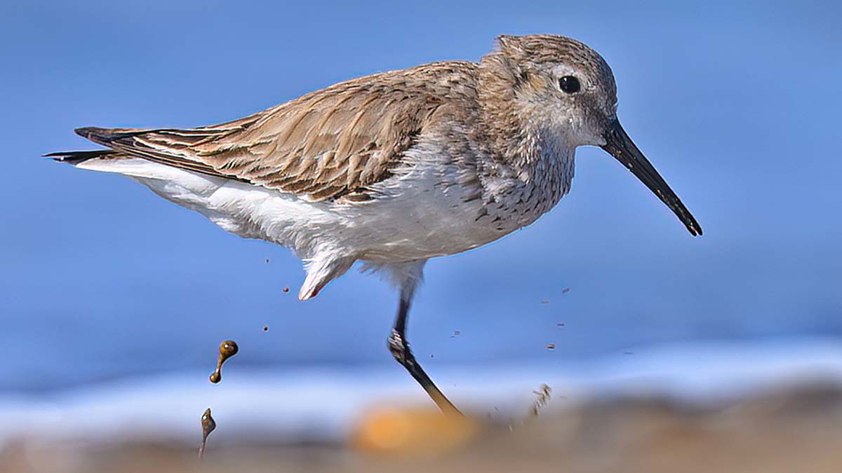 3 göçmen kuşa insan darbesi