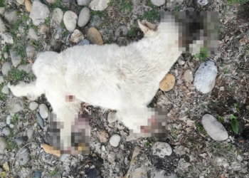 4 bacağı kesilmiş ölü sokak köpeği bulundu