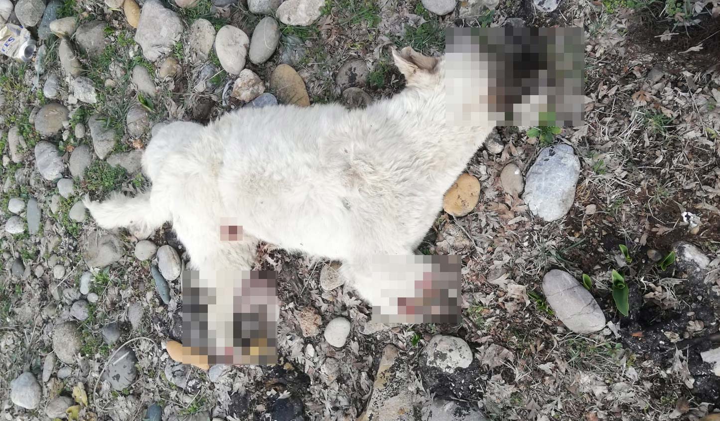 4 bacağı kesilmiş ölü sokak köpeği bulundu