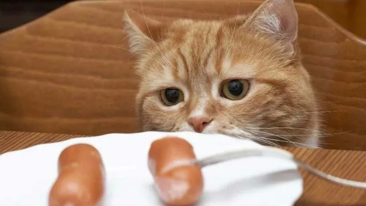 Kedilerin uzun süre aç tutulduğu düzensiz ve öngörülemeyen beslenme süreleri