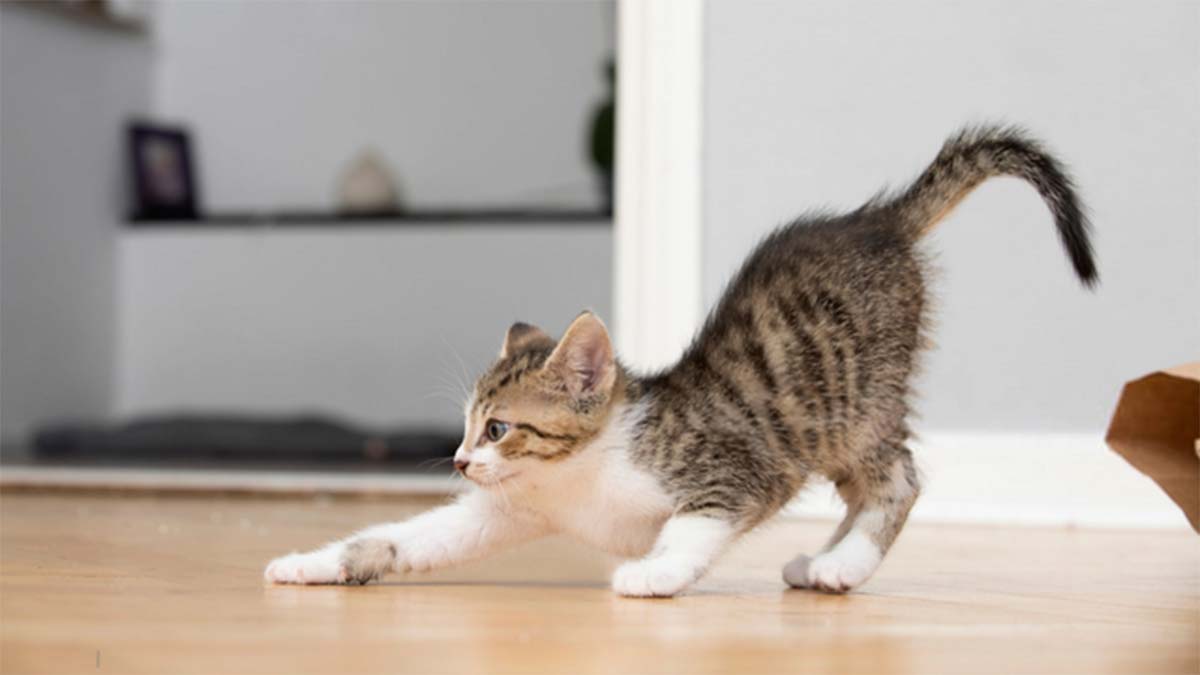 Stres sadece insanlarda değil, tüm canlılarda...