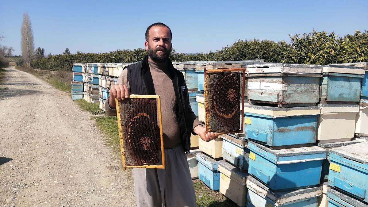 Adana'da 500 kovan arı öldü, inceleme başlatıldı