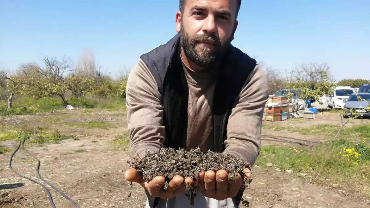 Adanada 500 kovan ari oldu inceleme baslatildi 2 - yaşam - haberton