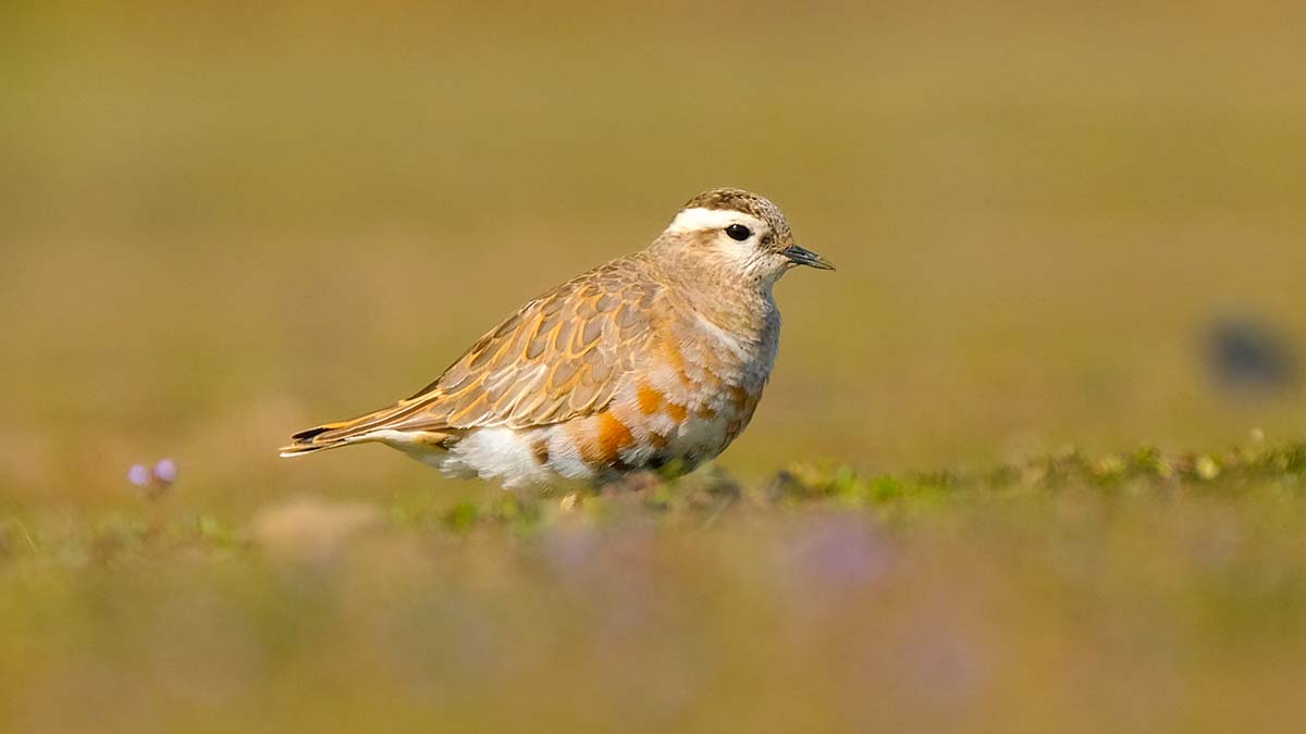Antalya'da 3 günde 120 kuş türü gözlemlendi