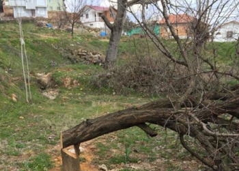 Bahçesindeki 30 ağaç haberi olmadan kesildi
