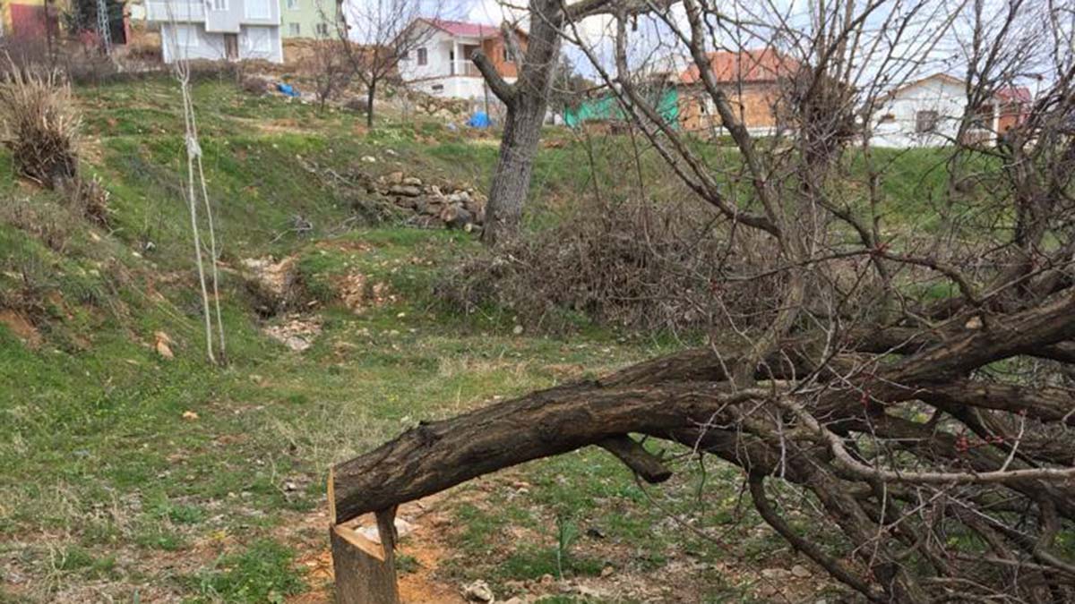 Bahçesindeki 30 ağaç haberi olmadan kesildi