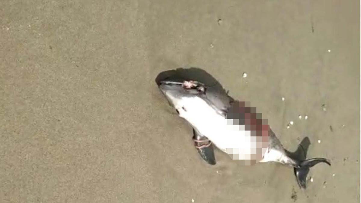 Bursa sahilde, 2 yunus daha karaya vurdu