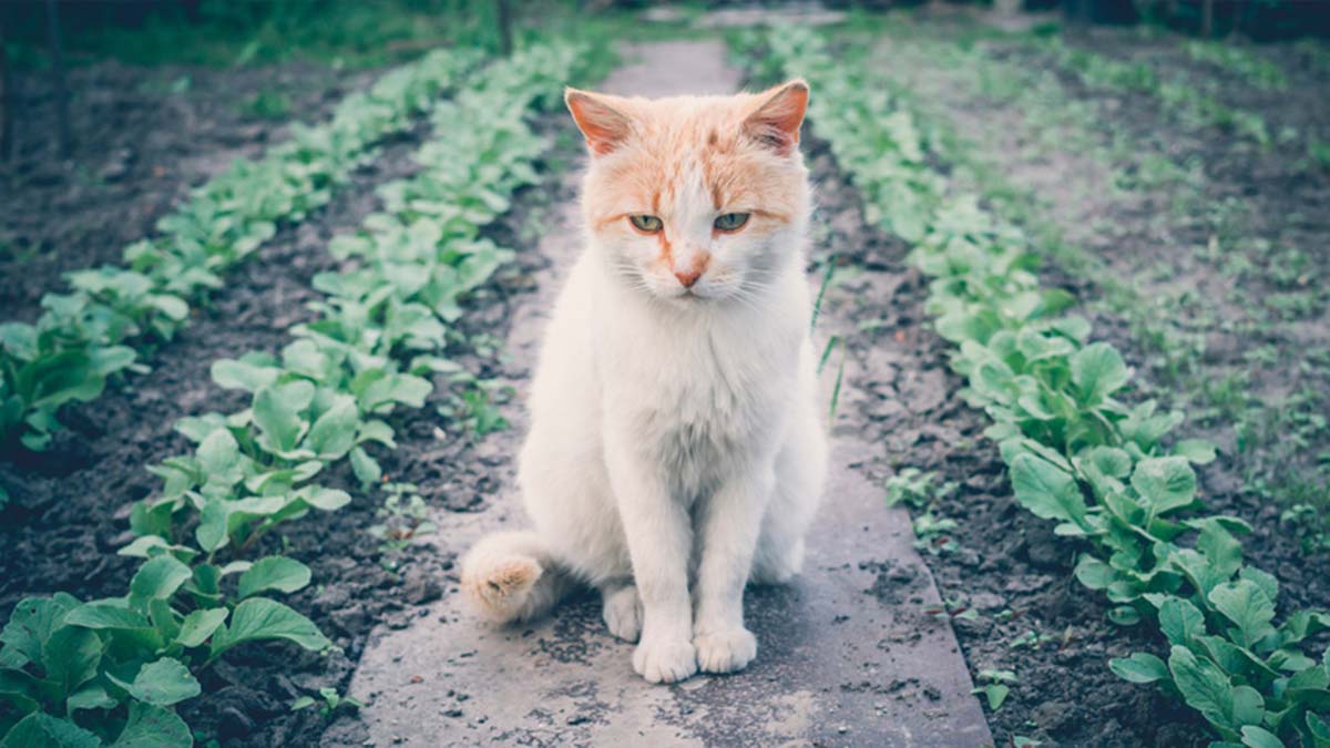 Kronik yoksunluk ve depresyon belirtileri