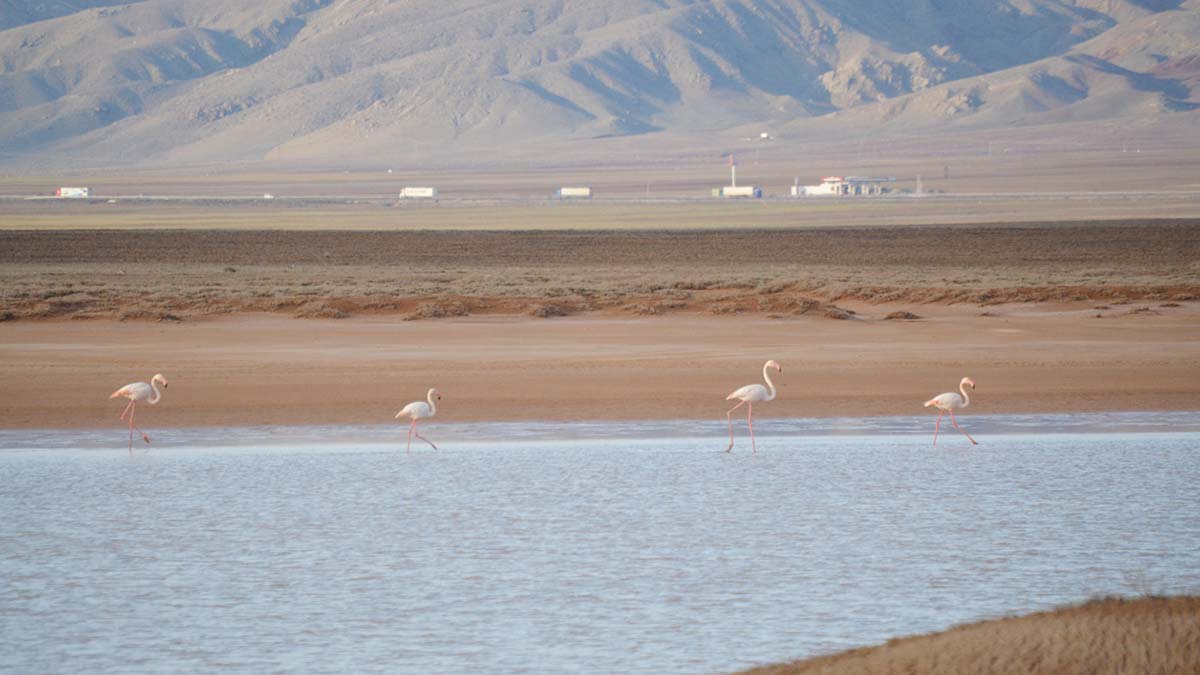 Flamingolar tuz golune gelmeye basladi 1 - yaşam - haberton