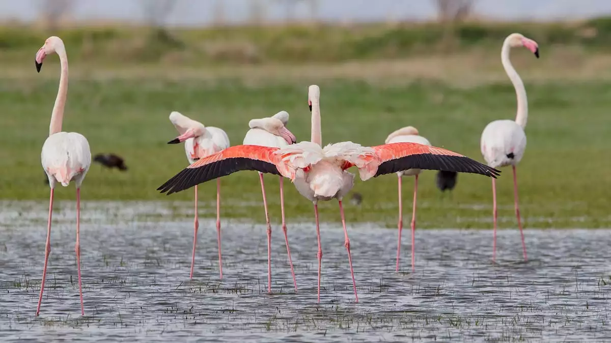 Flamingolar tuz golune gelmeye basladi 2 - yaşam - haberton