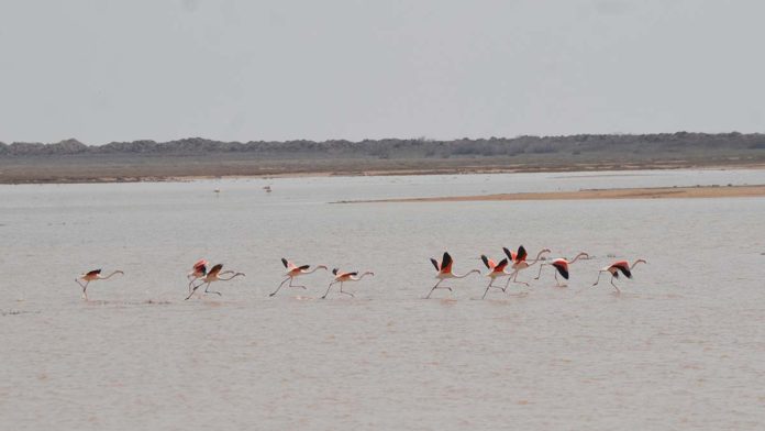 Flamingolar Tuz Gölü'ne gelmeye başladı
