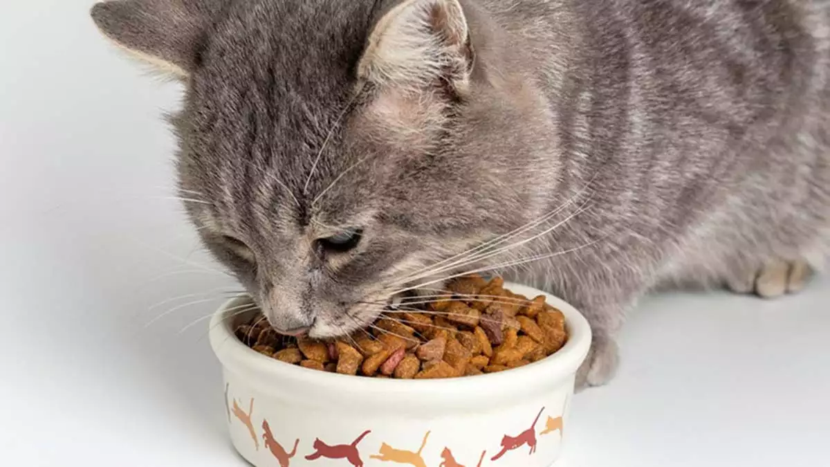 İştahta değişiklikler ( iştahsızlık veya aşırı yeme [bazı kedilerde strese bağlı olarak ortaya çıkabilir])