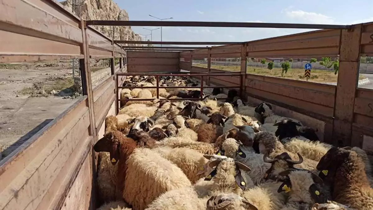 Katara 201 bin 227 hayvan ihracati yapildi 1 - yerel haberler - haberton