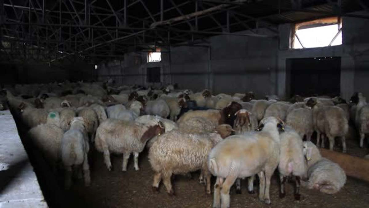 Katar'a 201 bin 227 hayvan ihracatı yapıldı