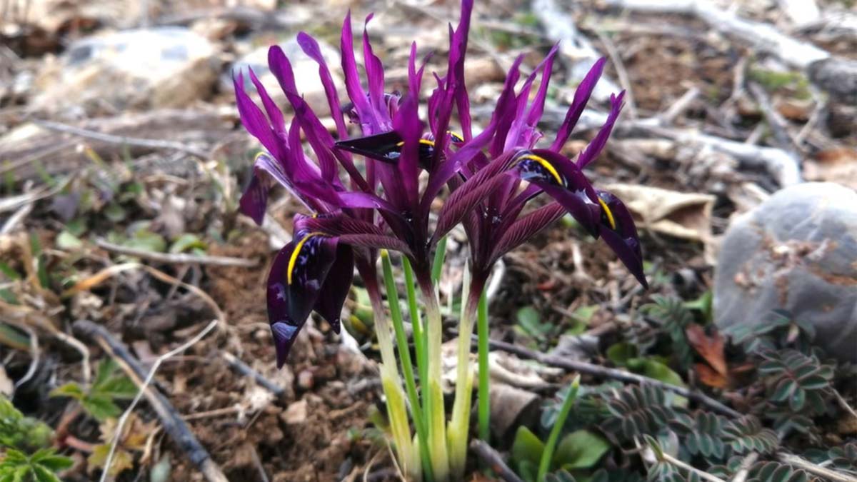 Kayseri'de yetişen 'kır navruzu' çiçek açtı