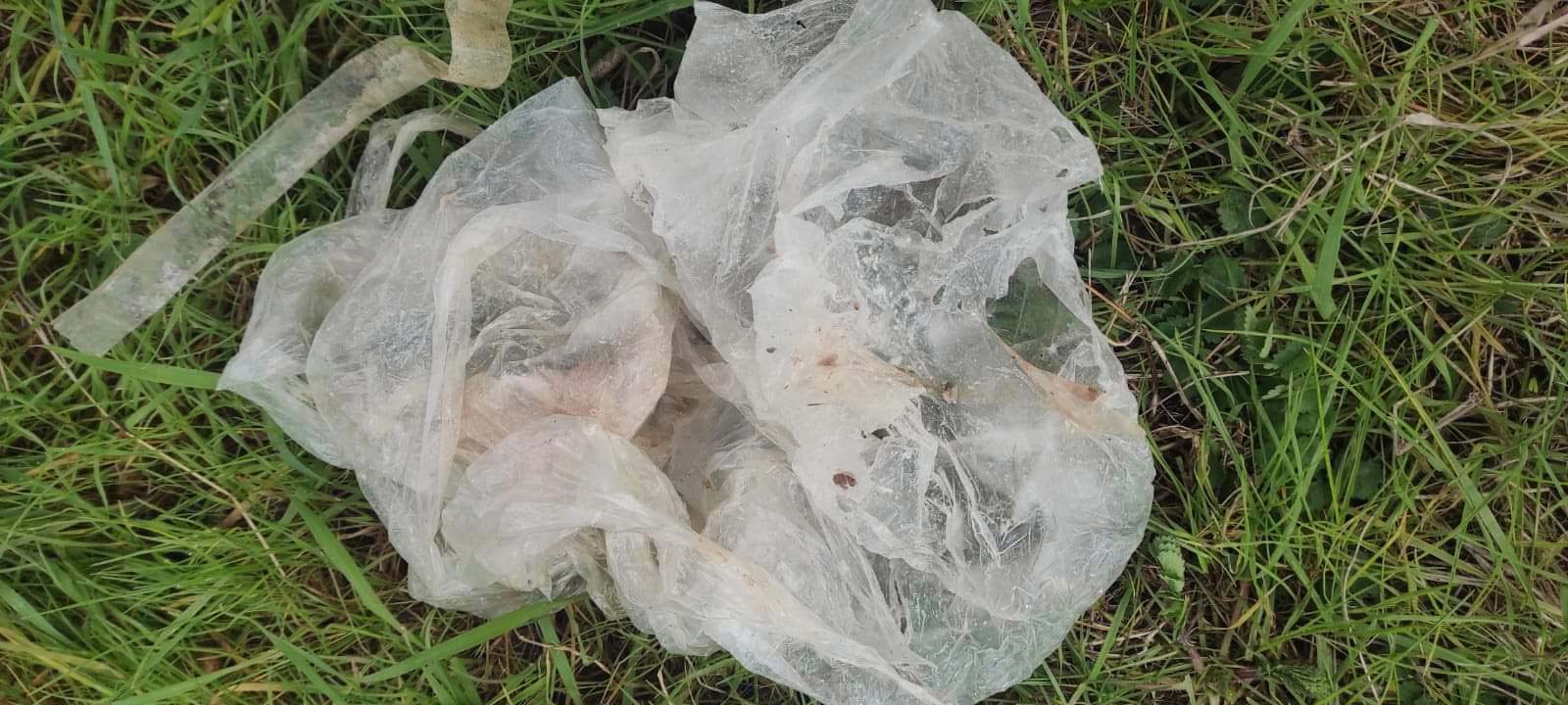 Kocaeli'de 5 köpeğin ölümüne soruşturma