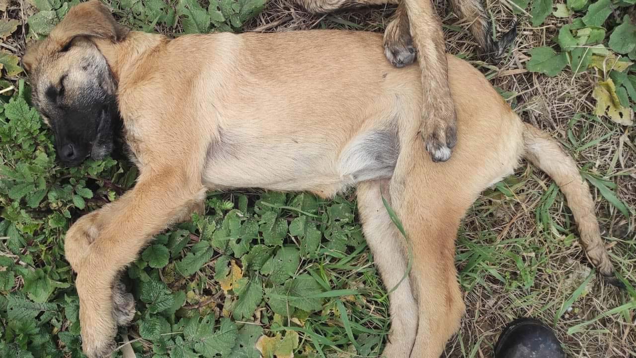 Kocaeli'de 5 köpeğin ölümüne soruşturma