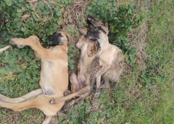 Kocaeli'de 5 köpeğin ölümüne soruşturma