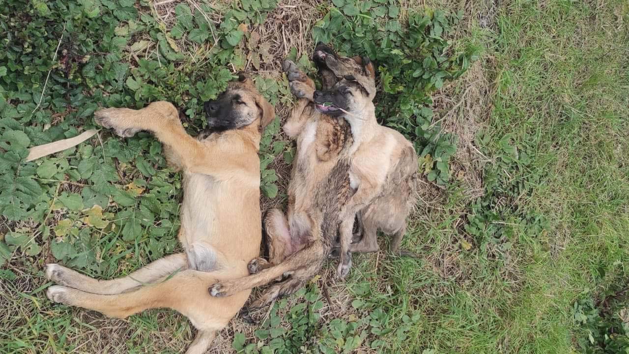 Kocaeli'de 5 köpeğin ölümüne soruşturma
