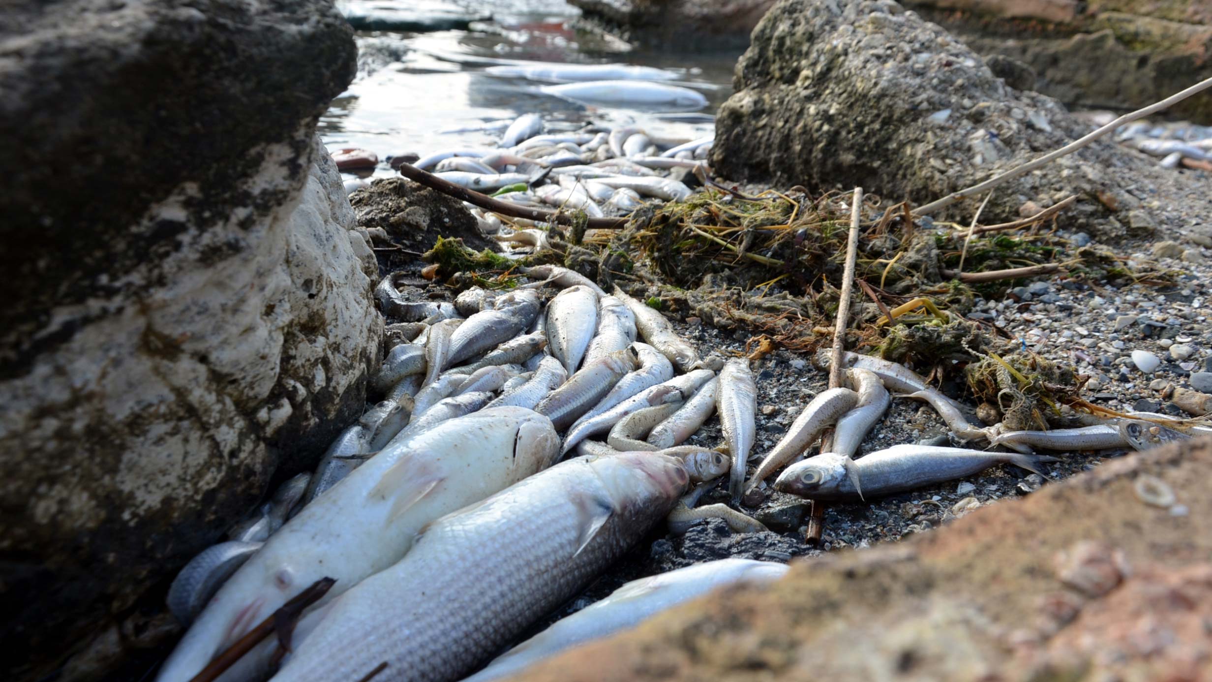 Küçükçekmece Gölü'nün restorasyona ihtiyacı var