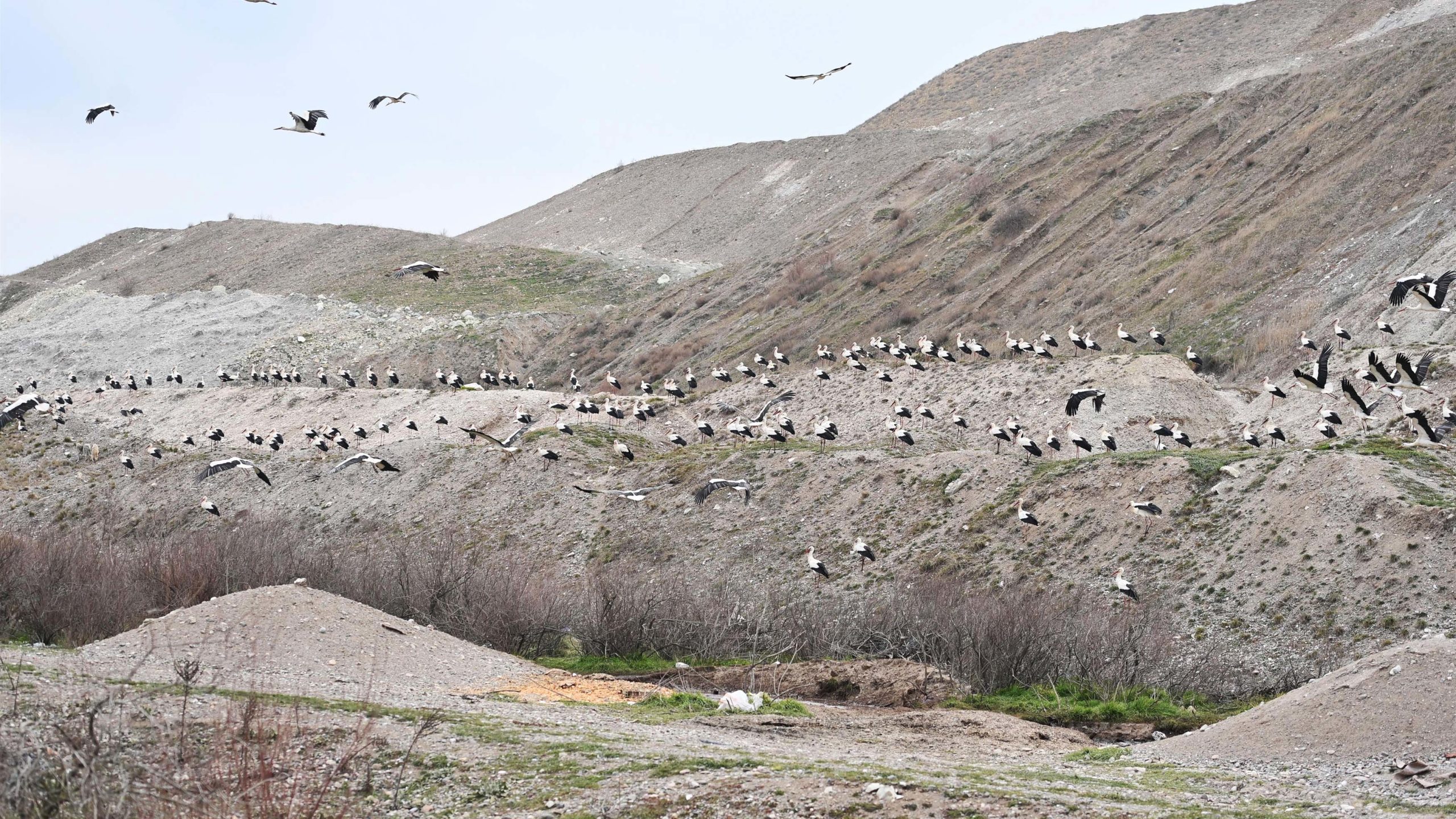 Leylekler için ‘acil iniş pisti’ oluşturuldu