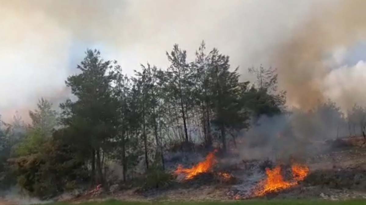Tarsus'ta orman yangını büyümeden söndürüldü