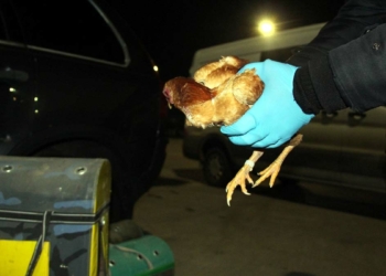 Terk edilen 34 horoz ve tavuk yavrusu kurtarıldı
