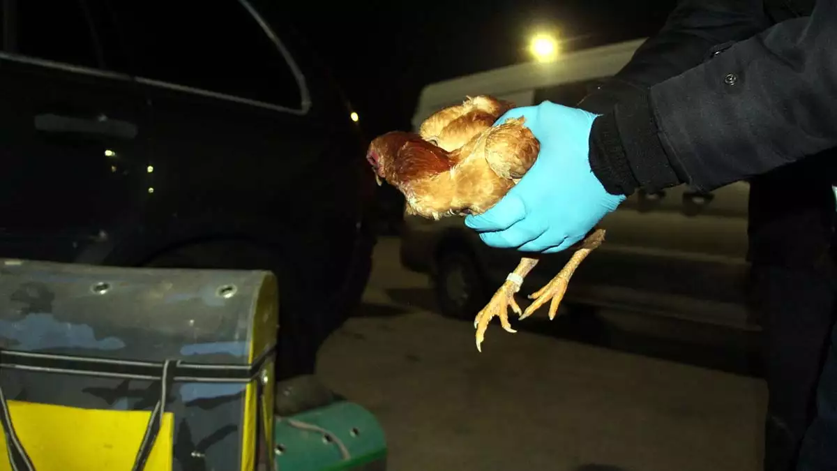 Terk edilen 34 horoz ve tavuk yavrusu kurtarıldı
