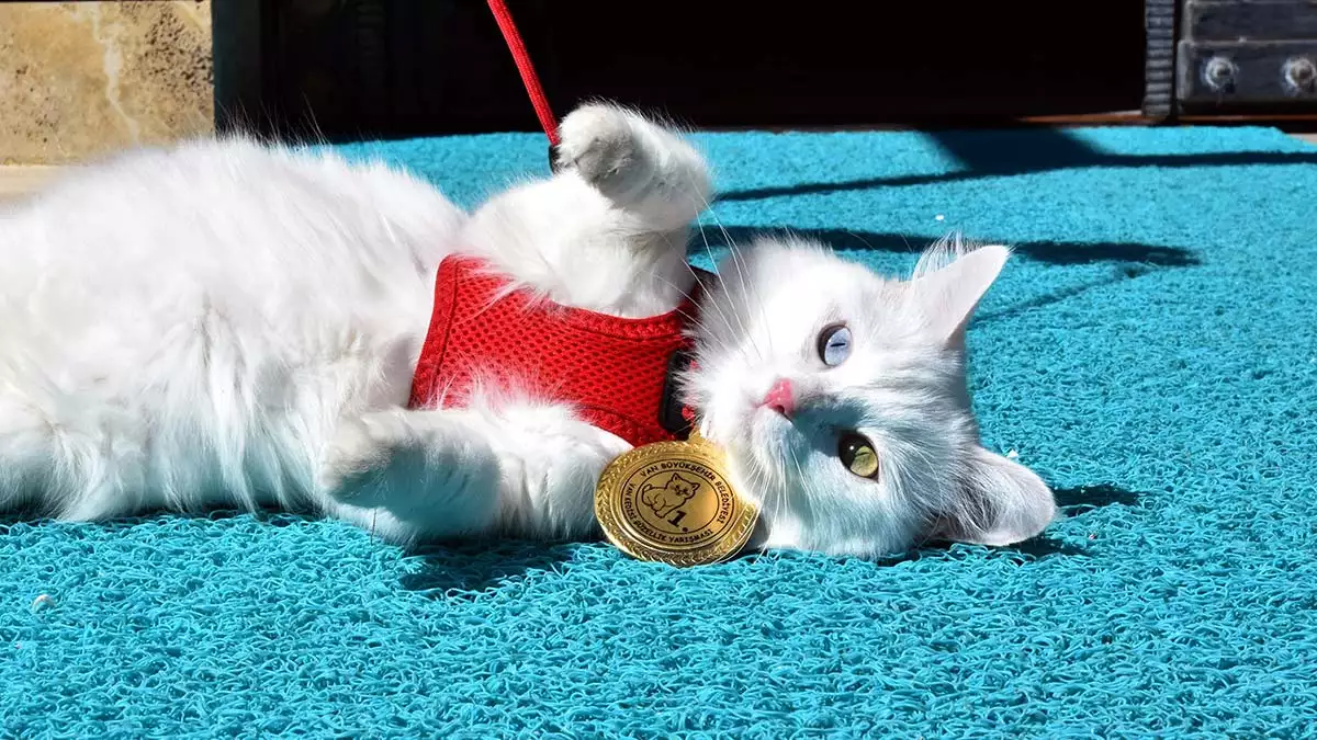 Van kedisi mia madalyasiyla poz verdi 2 - yaşam - haberton