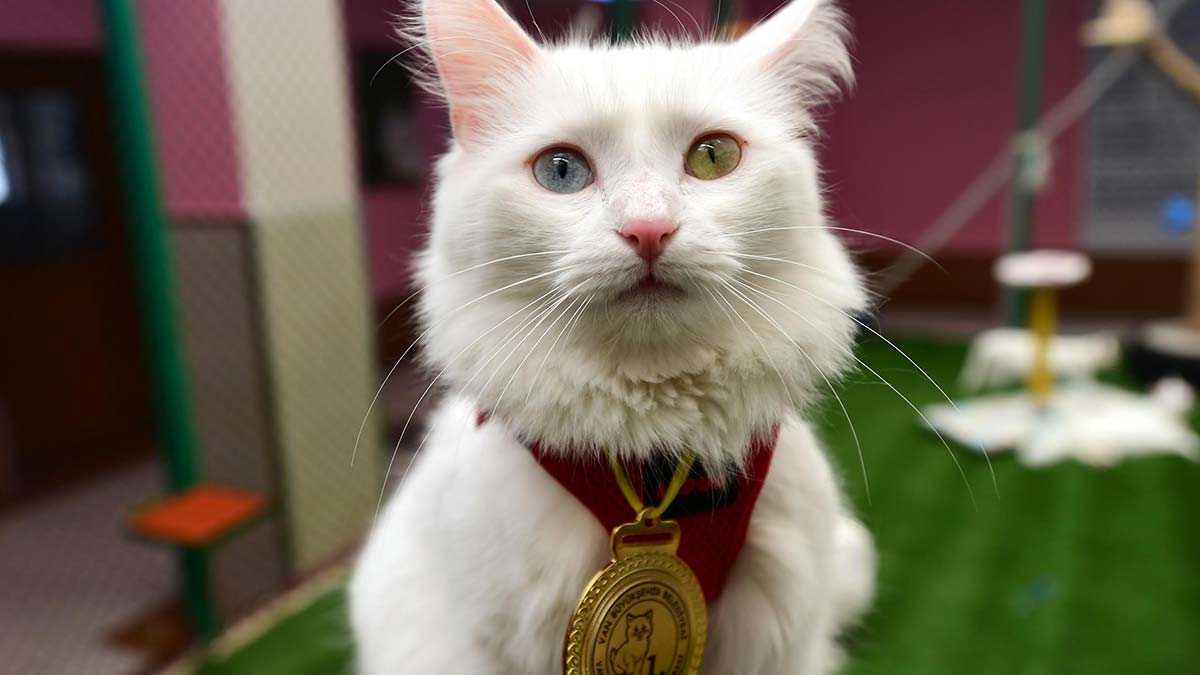 Van kedisi Mia madalyasıyla poz verdi