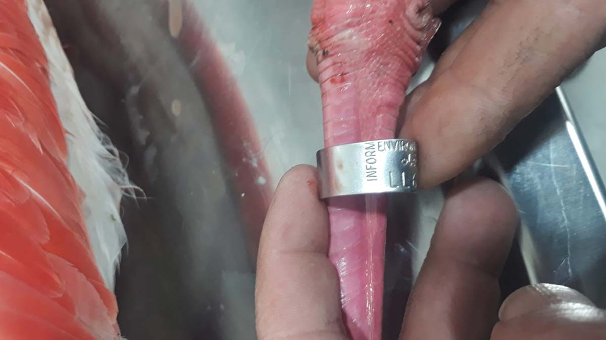 Yaralı flamingonun ayağında çip bulundu