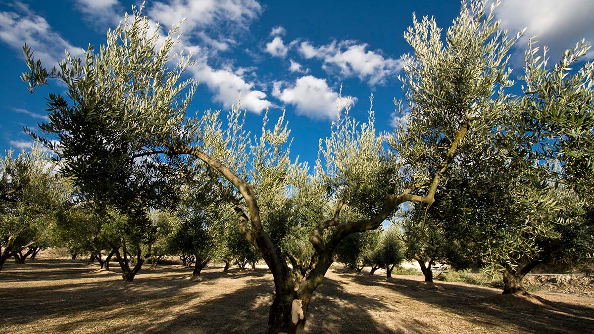 Ne eksik ne fazla...