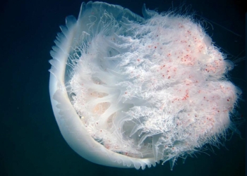Rhopilema Nomadica türü denizanasına dikkat