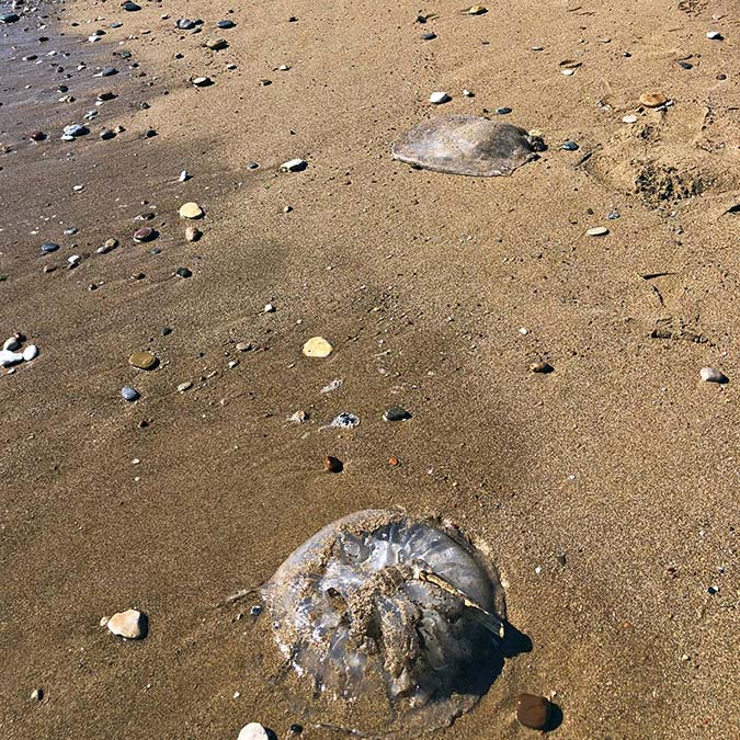 Rhopilema Nomadica türü denizanasına dikkat