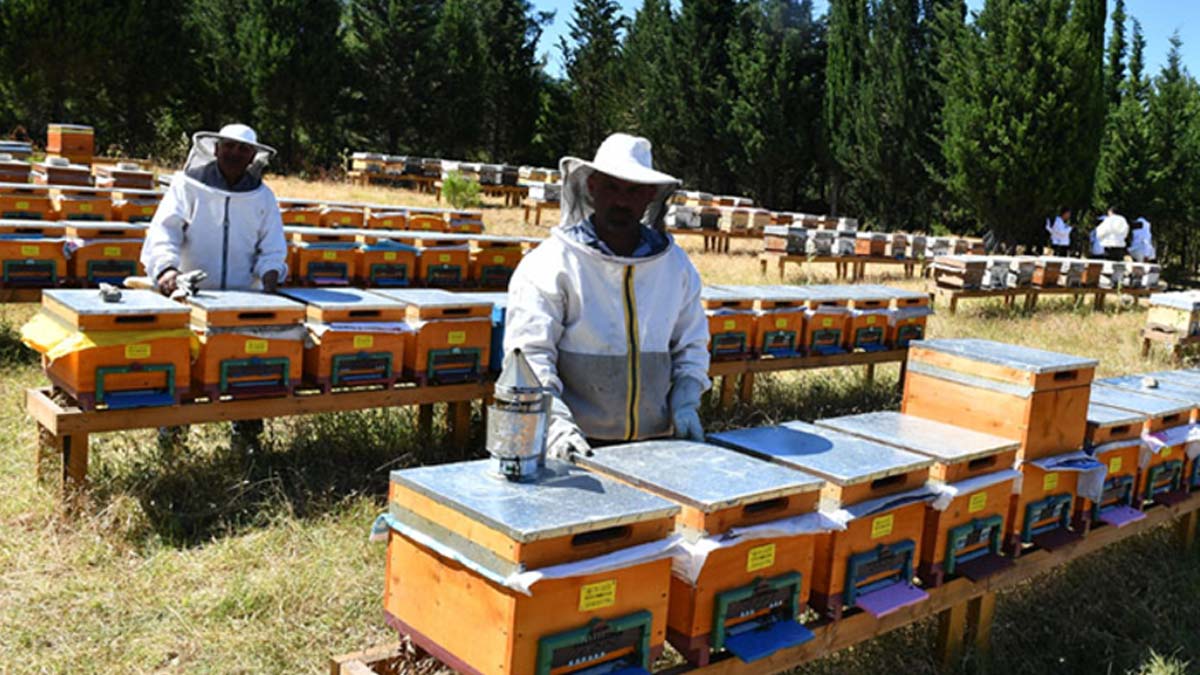 Arı üreticilerine 16 bin ton ilave şeker arzı
