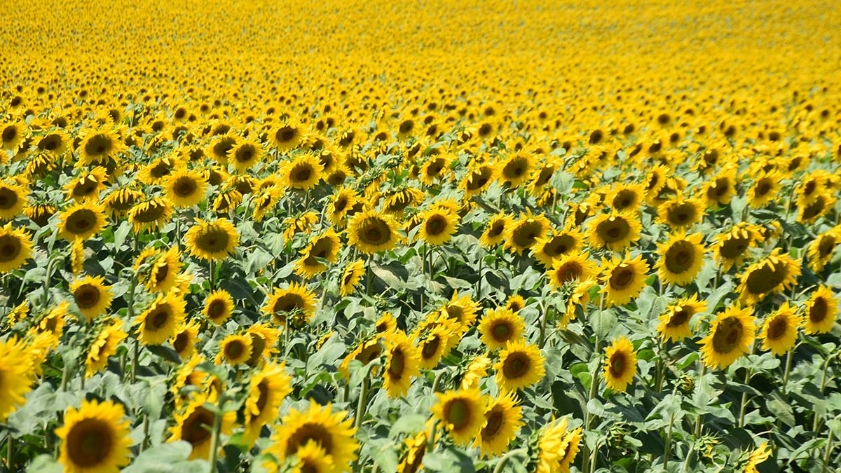 Türkiye'nin ayçiçeği ihtiyacının önemli bölümünün karşılandığı Edirne'de ayçiçeği üreticisi, ekim için tarlasını hazırlamaya devam ederken, kış aylarındaki yoğun yağışlarla yüksek verim bekliyor.