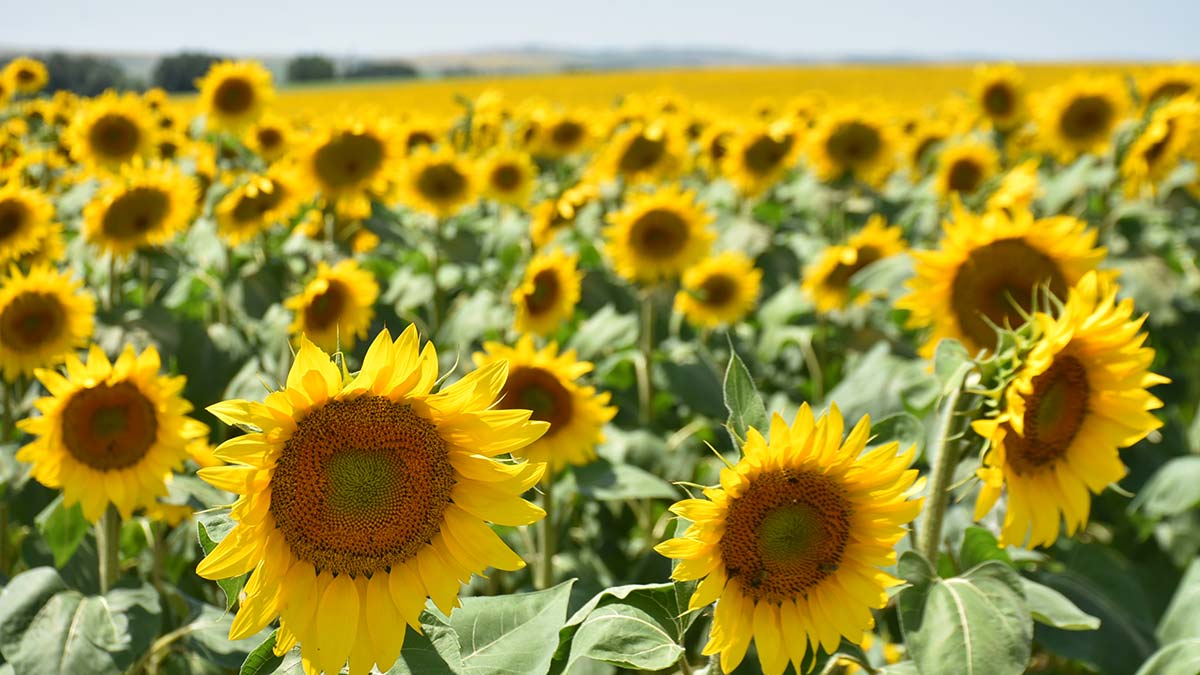 Ayçiçeği üreticisi yüksek verim bekliyor