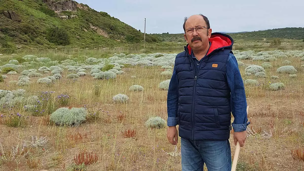 Balıkesir’in ayvalık ilçesinde, biyoçeşitlilik envanter çalışmaları sırasında, badavut sahilinden toplanan tüylüçay grubuna ait bitki, incelemelerin ardından yeni alt tür olarak kayıtlara girdi.