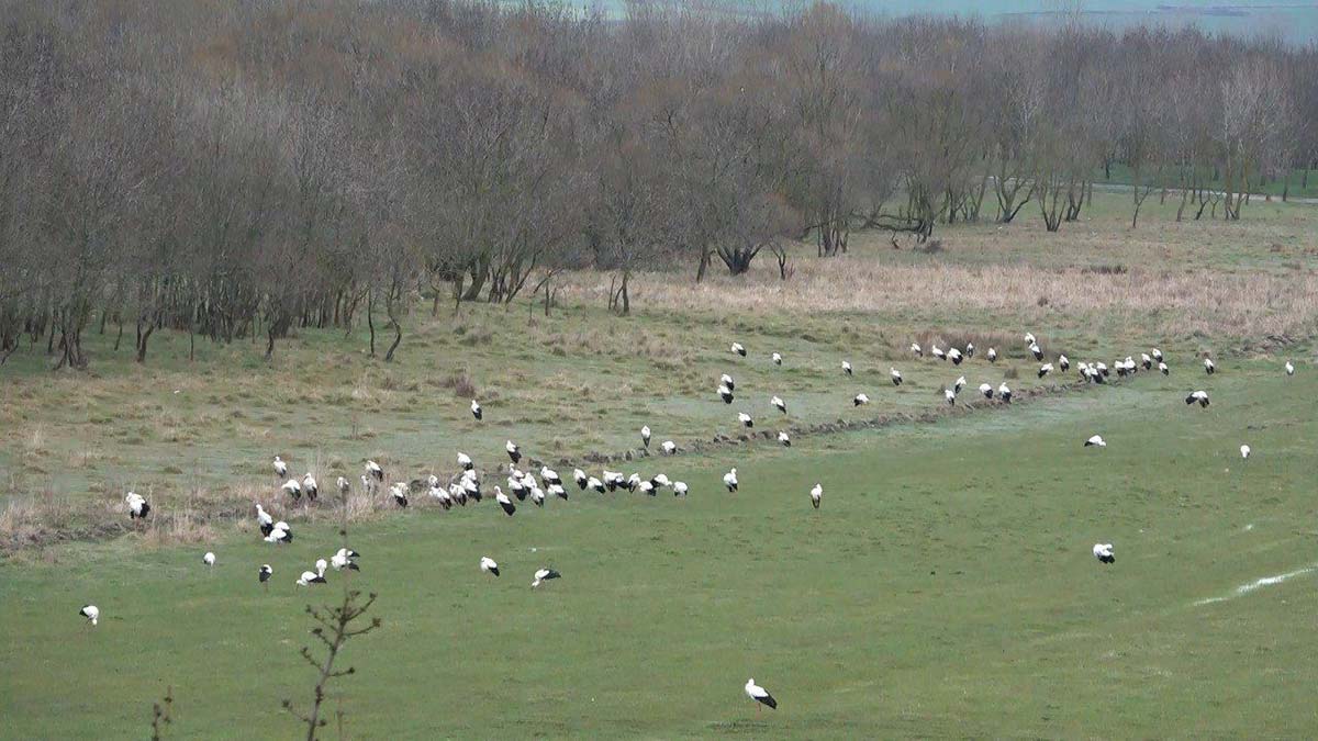 Baharın müjdecisi leylekler İstanbul'da